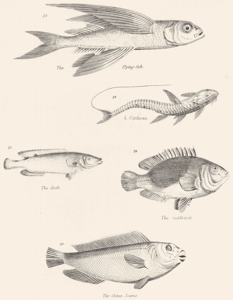 FISH. Fishes; Flying; L. Cirrhosa; Cook; Saddlefish; Cretan Scarus 1860 print